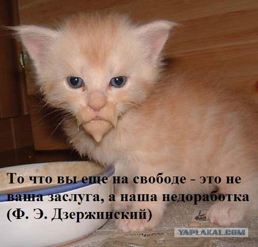 Котовторник?! Коты во вторник!