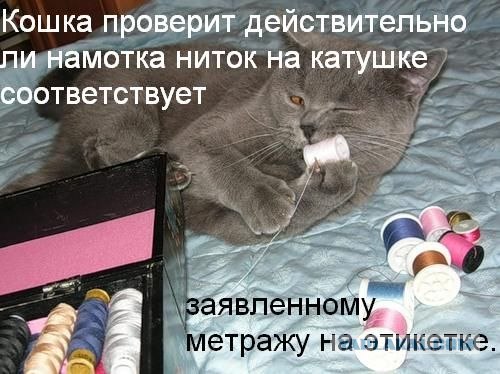 Ура, котовторник!