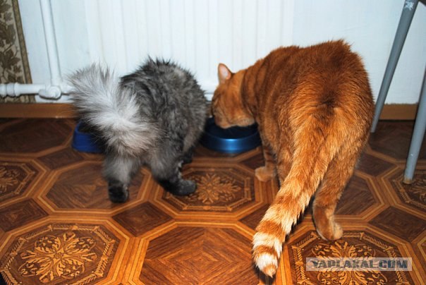 Котовторник 14.09.2010 Голые кошки на Yaplakal