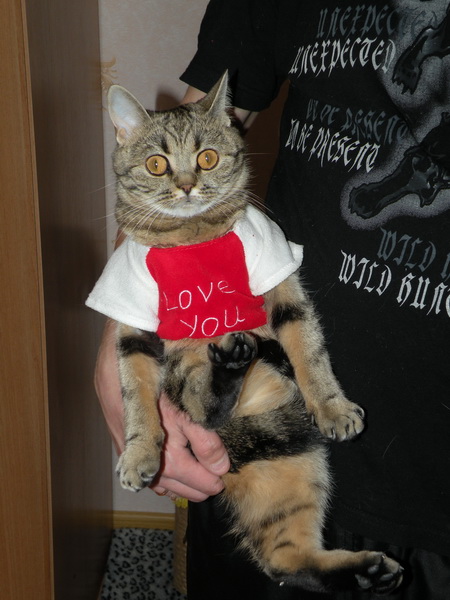Котовторник уже сегодня!