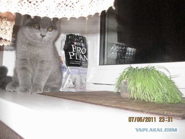 Котовторник!