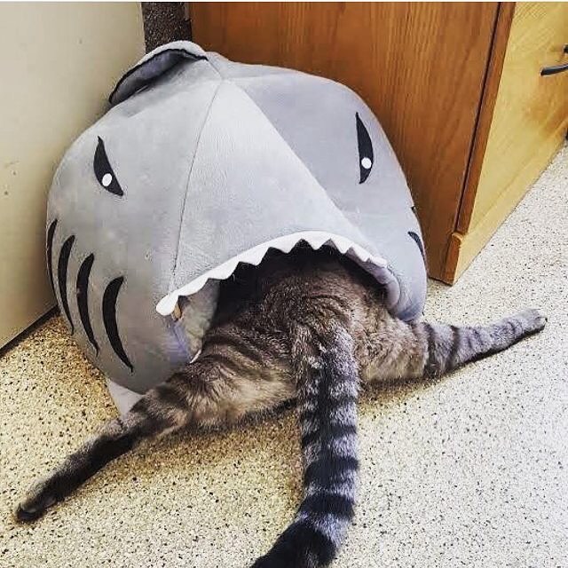 Прикольных котов пост
