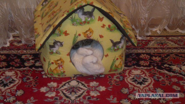 Котовторник 20.03.2012