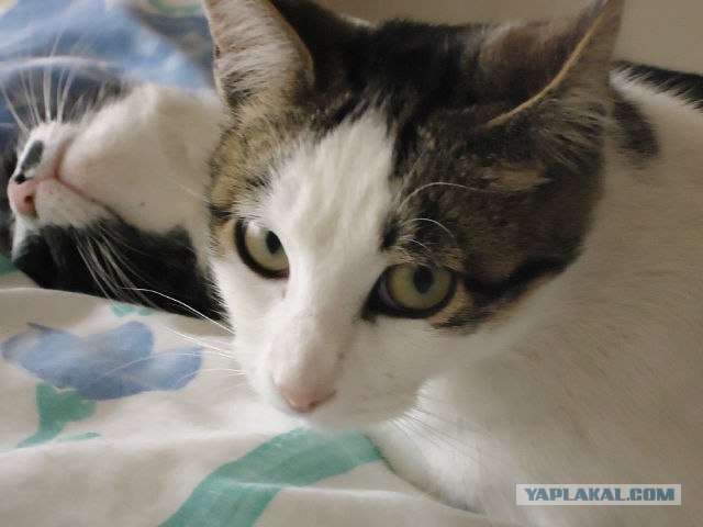 Котовторник 17.04.2012