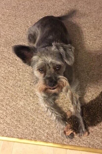 Живность из сети