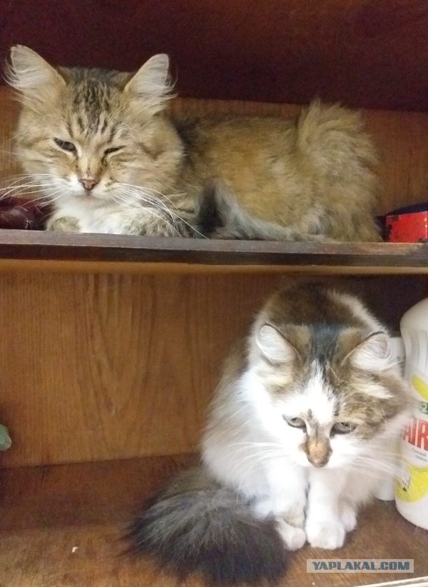 ̶К̶о̶р̶о̶н̶  Котовторник!