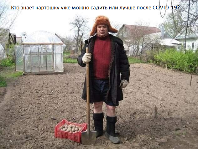 Будете сажать картошку в этом году?