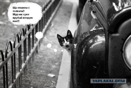 Фотожаба: Кот