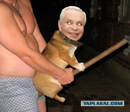 Собака на метле