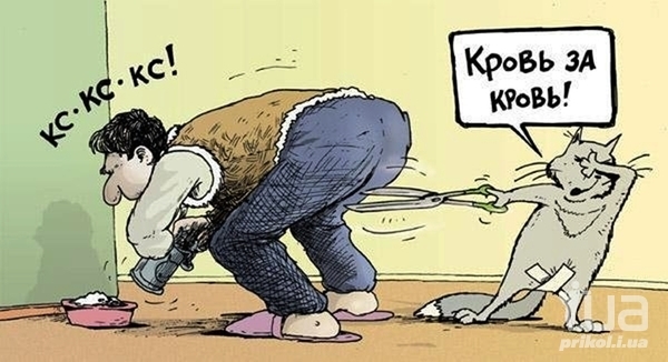 Кот что-то подозревает