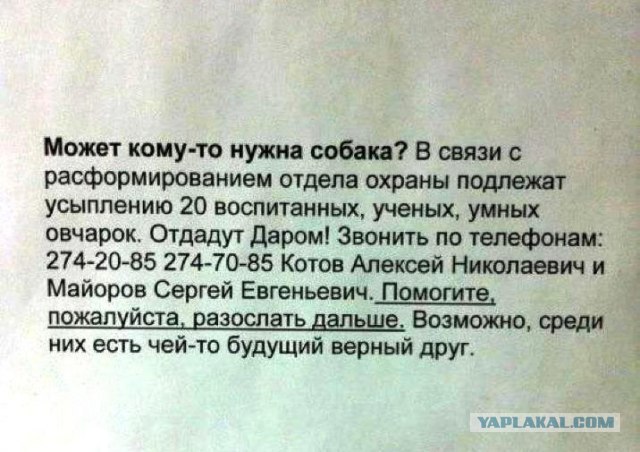 Как собаки служат в армии