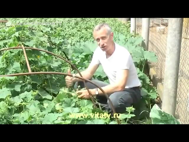 Переехал жить в деревню