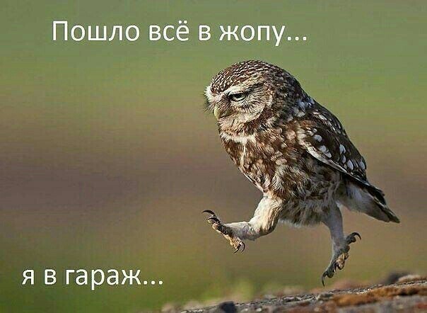 100 самых ценных снимков сов. Всех времен и народов
