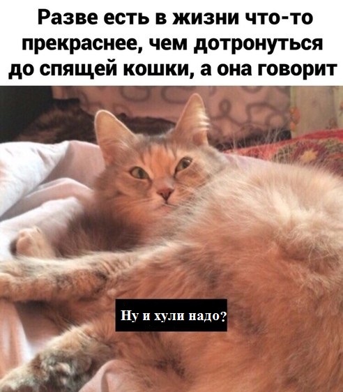 Всяческие картинки 20.12.2021