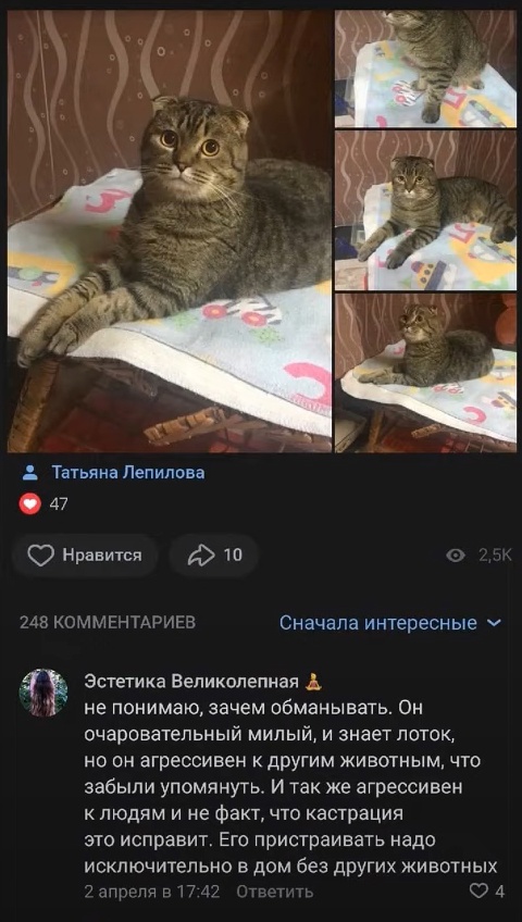 В Воскресенске волонтёр избила фотографа из-за комментария под фото с котиком