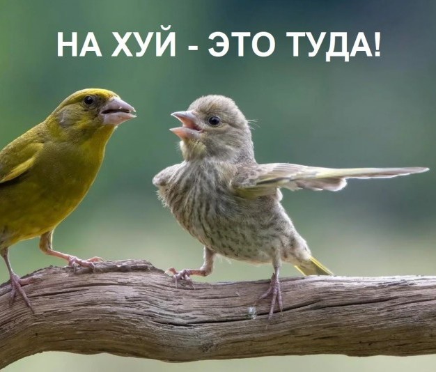 Настя Ивлеева: "Я вас покину!"