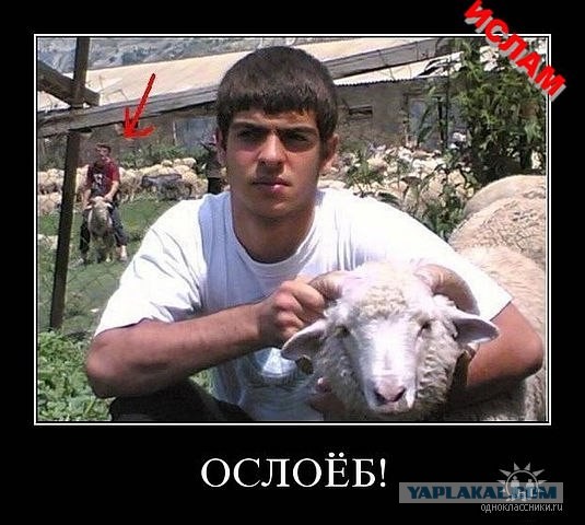 Горный баран против Тойоты Камри.