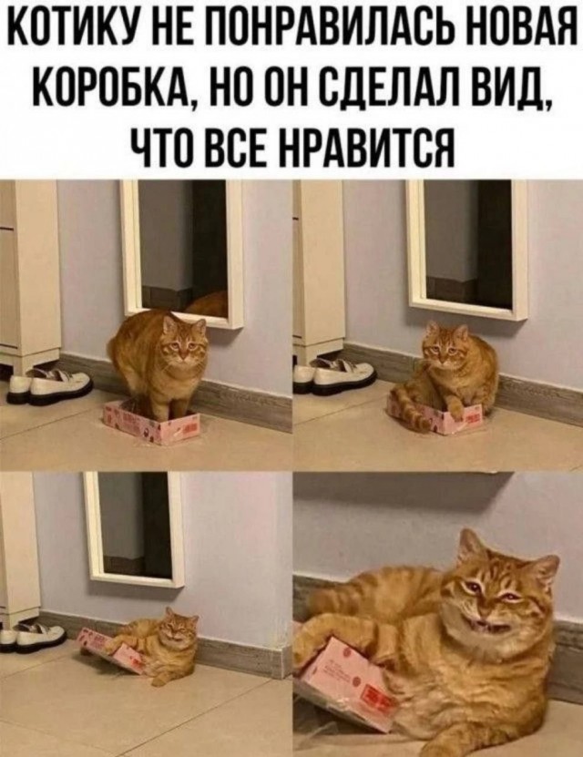 К котовторнику: подборка картинок-баянов с котиками и про котиков. Выпуск 5