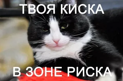 Про кошек и цыплят