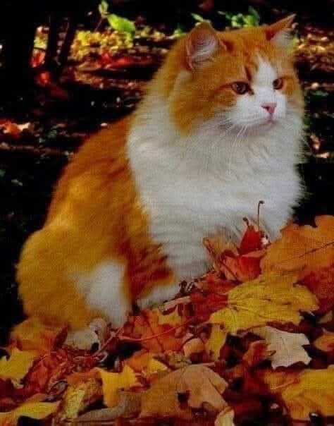 Осенний кот