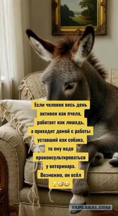 Картиночки, баянчики 15 декабря