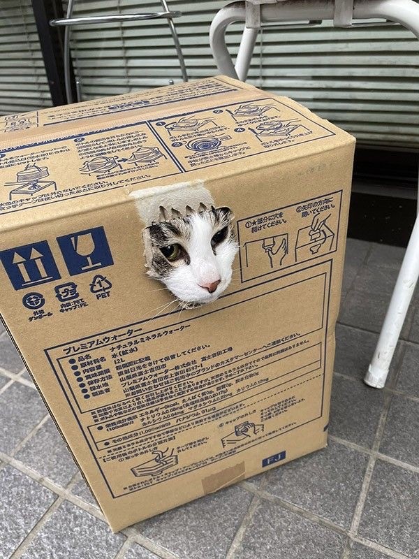 Котокоробковое