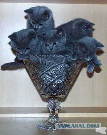 Пусть мама услышит, пусть мама придет - мимишность