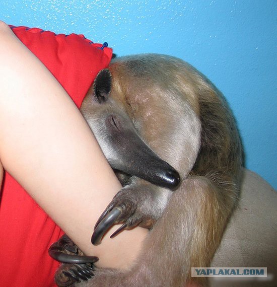 Подборка забавных и курьезных фотографий