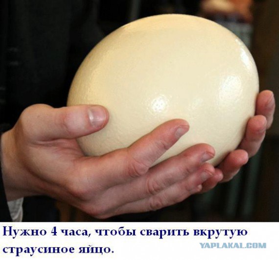 Факты в картинках