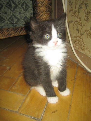Котовторник  08.07.2014
