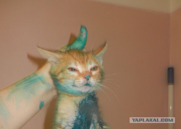 Добряки, плюсующие всех подряд