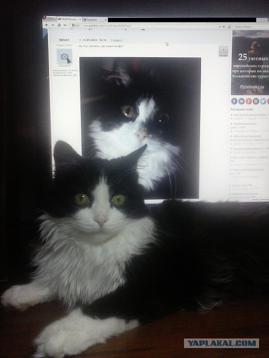 Котовторник 23.09.2014.