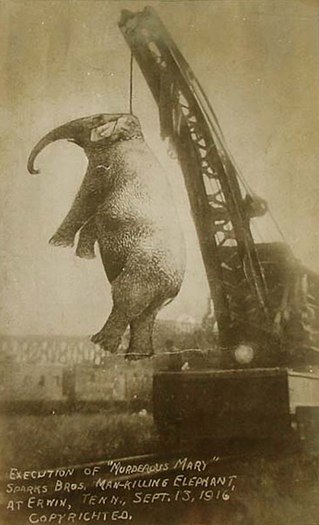 40 удивительных исторических фотографий