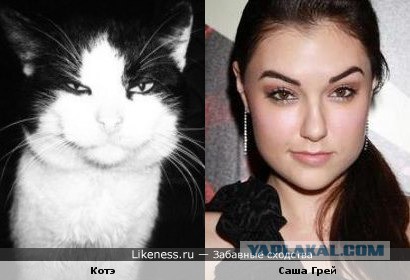 Забавные коты и кошки