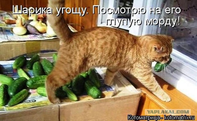 Весёлое из сети