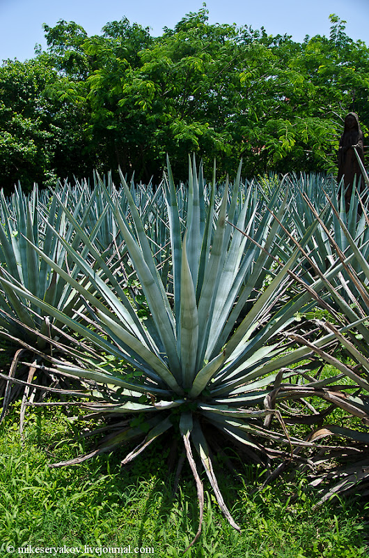 Как делают текилу