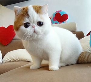 Самые красивые породы кошек (Топ 21)