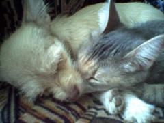 Котопёс))