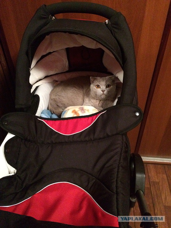Котовторник  10.11.2015