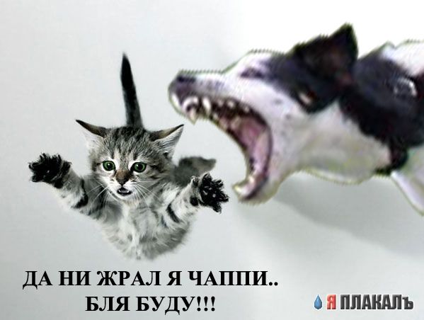 Фотожаба: летающая собака