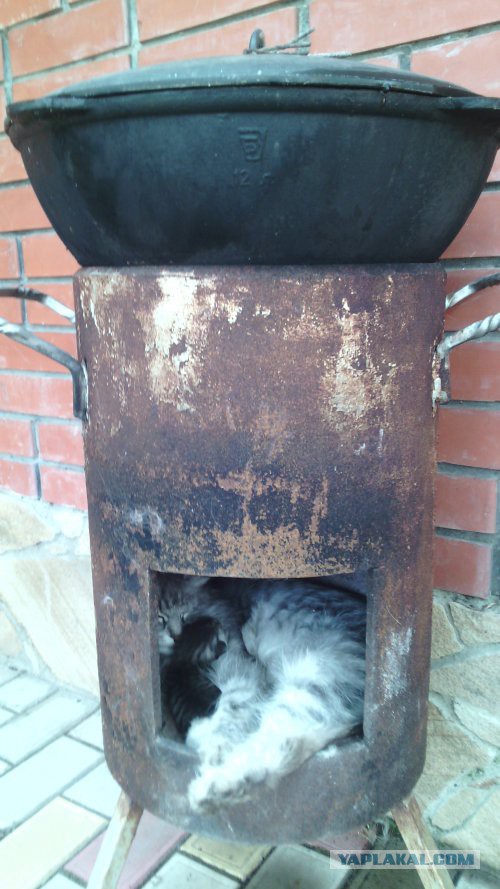 Котовторник 26.01.2016