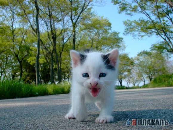 Коты, кошки, котята