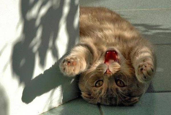 Коты, кошки, котята