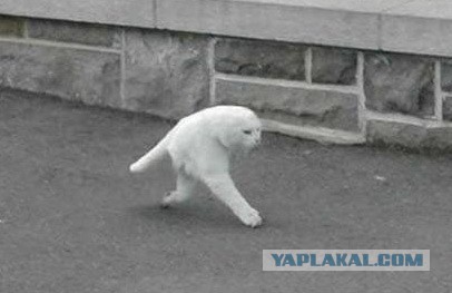 Хотел сделать красивое фото кота