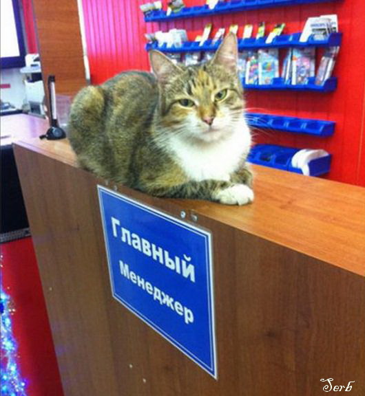 Ученые доказали - Котэ умне! Котэ всё понимат!