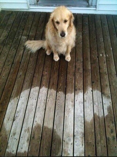 Прикольные животные