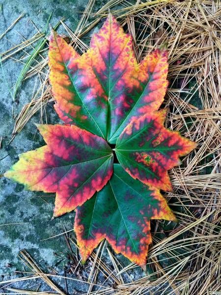 Ага, снова эти картинки и гифки