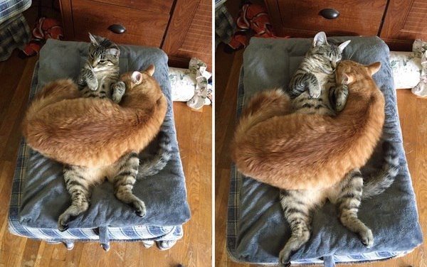 Коты из сети