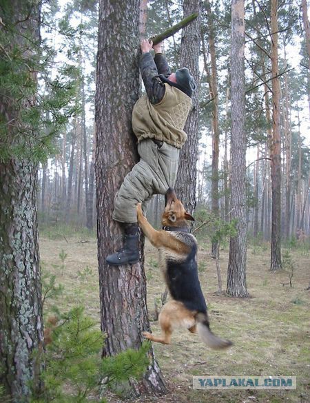 Самые смешные животные