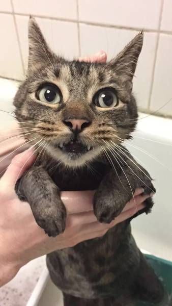 Коты и Кошки